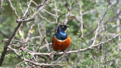鳥も友達を作る――20年の研究で明らかにの画像 2/4