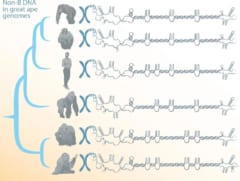 類人猿ゲノムに新DNA構造を発見の画像 3/4