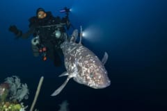 ”生きた”シーラカンスの撮影に成功！インドネシアの水深144mで優雅に泳いでいたの画像 6/7