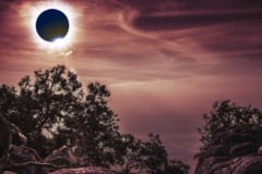 太陽が沈黙する「日食」の時――トウヒは”古木から若木へ”「電気の会話」を行っていたの画像 4/4