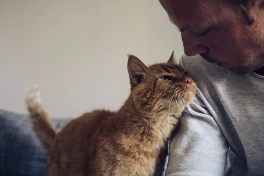 ネコは「飼い主」と「赤の他人」の匂いを嗅ぎ分けていた