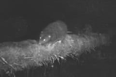 ついに見つけた！「幻の巨大ネズミ」を野生下で初発見の画像 4/4