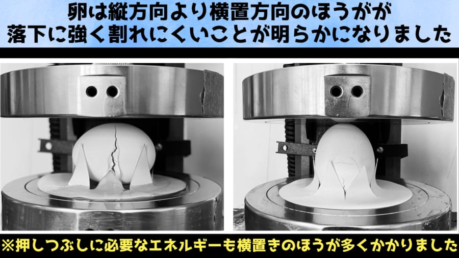 卵は横向きで落ちるとむしろ割れにくくなると判明：MIT最新研究が常識