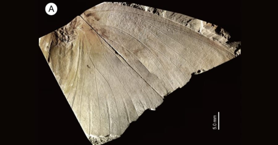 地元の博物館にある「名もない蝶の化石」―実は新種で250万年前のもの