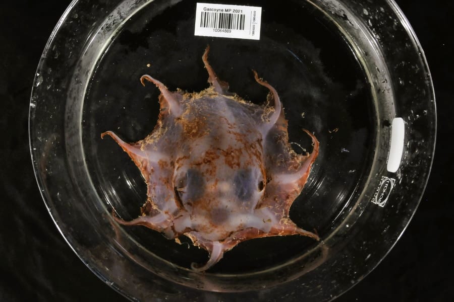西オーストラリア沖の深海1500mで「新種のタコ」を発見！