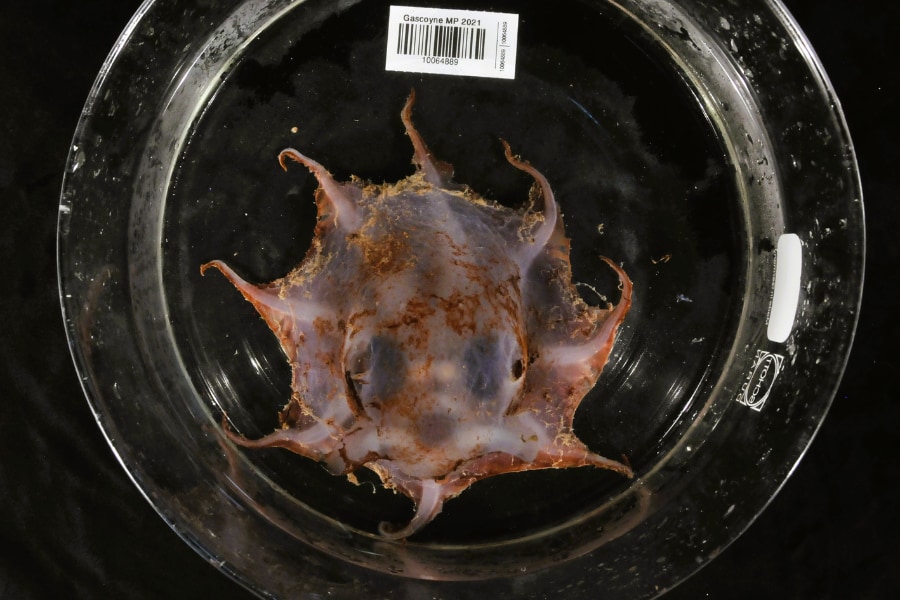 西オーストラリア沖の深海1500mで「新種のタコ」を発見！