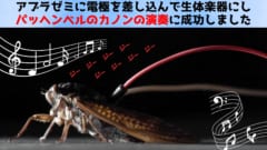 電極を指したセミを「生きたスピーカー」にしてカノンの演奏に成功の画像 1/3