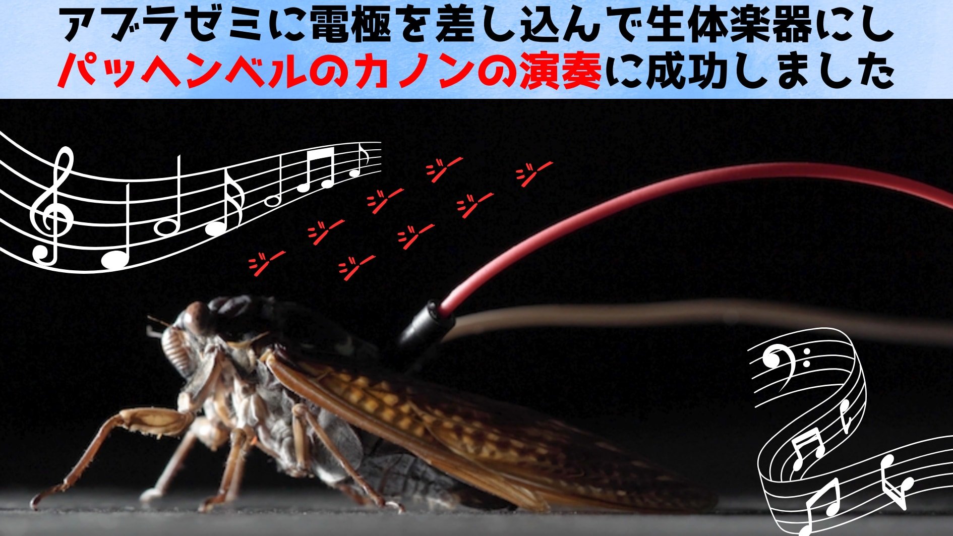電極を指したセミを「生きたスピーカー」にしてカノンの演奏に成功の画像 1/3