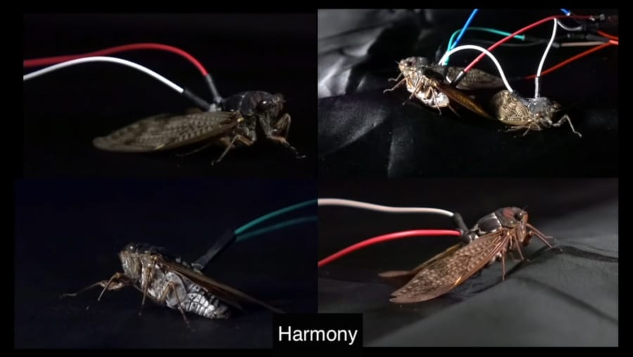 昆虫×コンピューターで生まれる新楽器