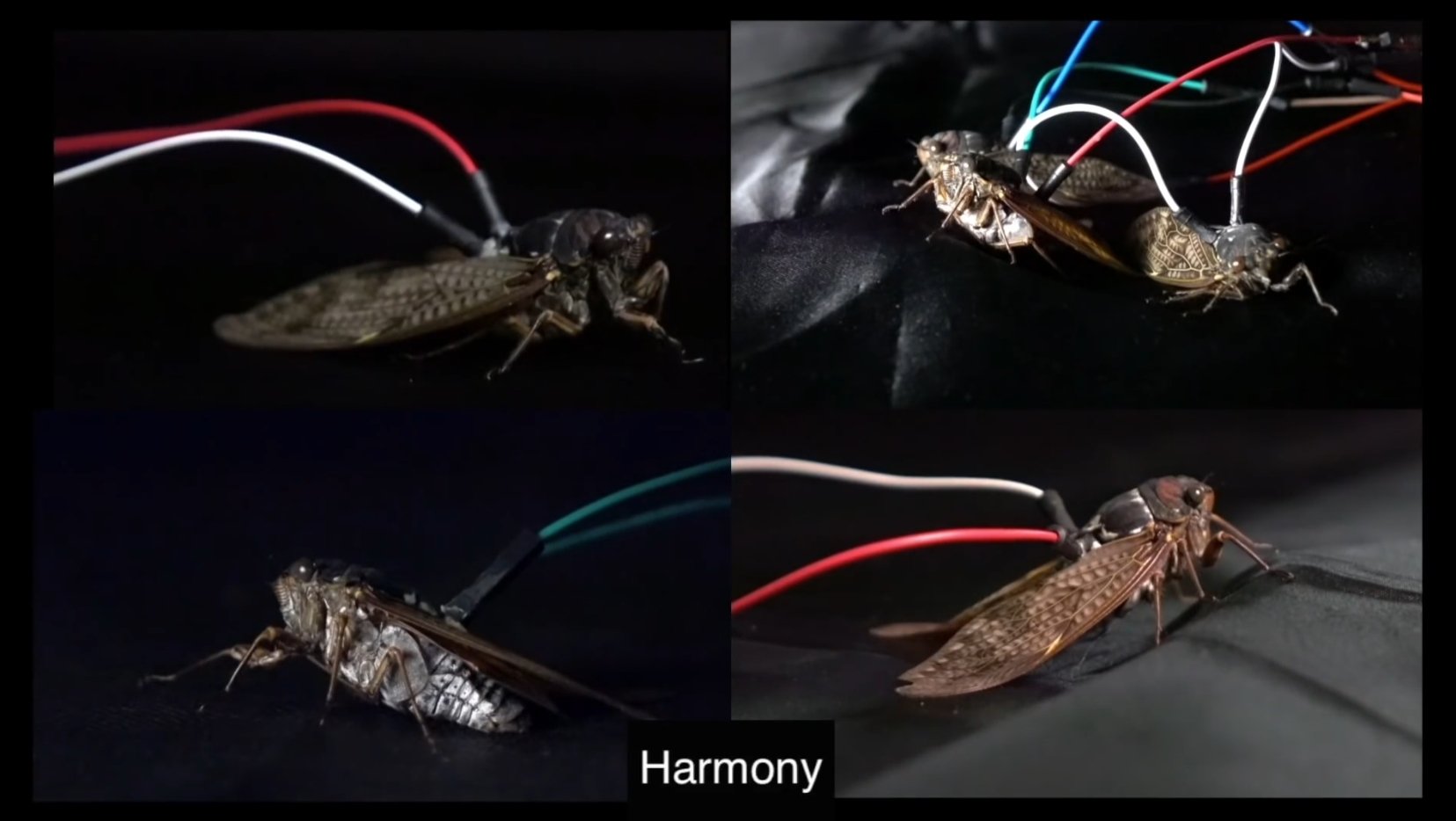 昆虫×コンピューターで生まれる新楽器