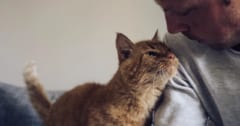 ネコは「飼い主」と「赤の他人」の匂いを嗅ぎ分けていたの画像 1/3