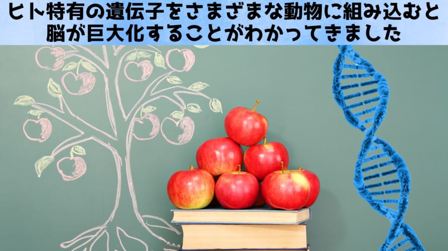 人類だけが“大脳3倍”になった理由を追え!