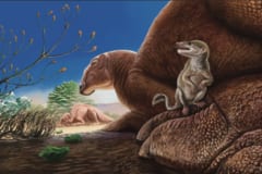 恐竜時代のモンゴルにいた「新属の哺乳類」を発見！の画像 5/5