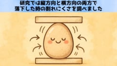 “卵は横が強い”衝撃の一報