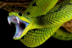 856回ヘビの毒を注射した男のハイパー抗体から「猛毒19種から保護する抗毒素」が誕生！【ヘビ毒の万能薬へ】の画像 2/4