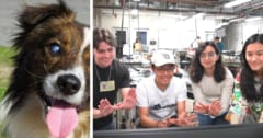 盲目の犬を助けたい！工学部の学生が「第二の目」を与えた方法とは？の画像 1/5