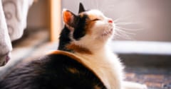 60年越しの謎に終止符！三毛猫の毛色を決める遺伝子の特定に成功【分かりやすく解説】の画像 1/5