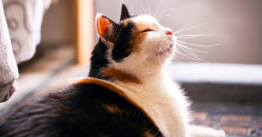 再入荷商品 60年越しの謎に終止符！三毛猫の毛色を決める遺伝子の特定に成功 ポケモンカードゲーム