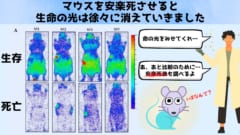 すべての生き物は不気味な光を発しているが、それは死ぬと消えてしまう