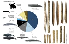 「クジラの骨」で作った2万年前の武器を発見！鯨漁が発明される以前の遺物の画像 2/3