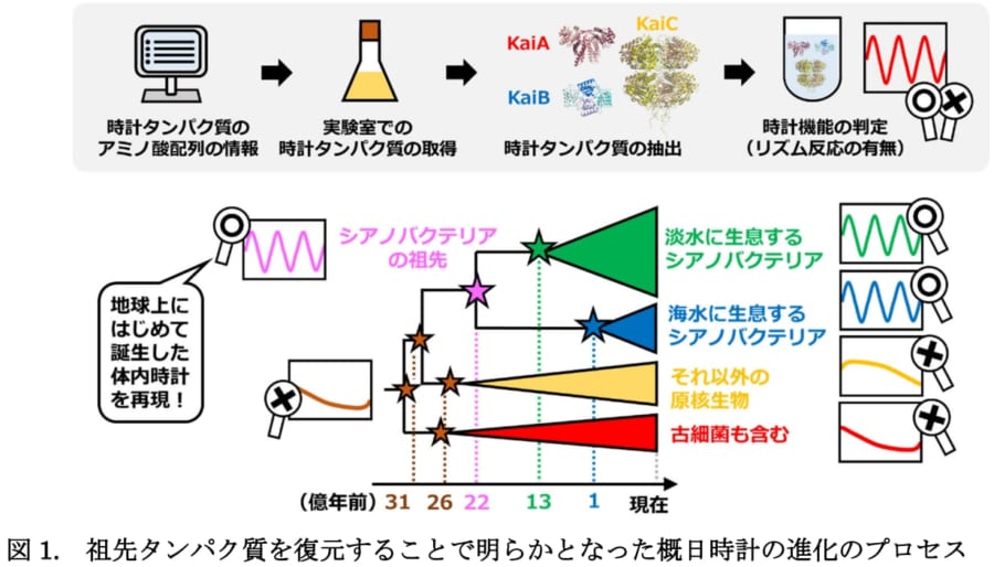 日の出を先読みせよ:謎だった時計の起源を追う
