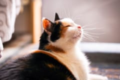 60年越しの謎に終止符！三毛猫の毛色を決める遺伝子の特定に成功【分かりやすく解説】の画像 5/5