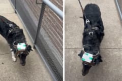 盲目の犬を助けたい！工学部の学生が「第二の目」を与えた方法とは？の画像 5/5