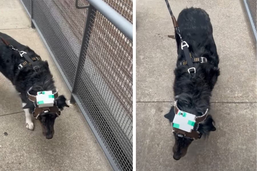 盲目の犬を助けたい!工学部の学生が「第二の目」を与えた方法とは?の画像 5/5