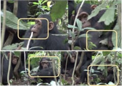 チンパンジーが仲間同士で「傷口に薬を塗り合う」行動を発見！の画像 2/2