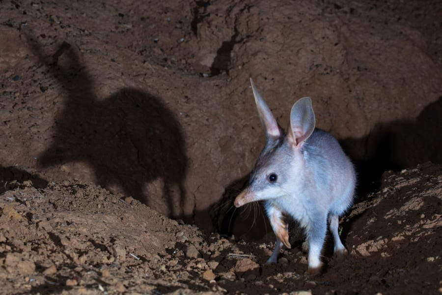 「うさ耳を持つ有袋類」が絶滅の危機から3000匹超えの大復活！【増加の理由とは？】