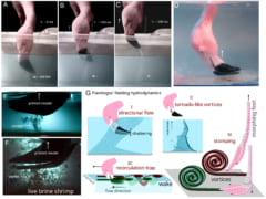 フラミンゴの凄技を発見！「水竜巻」を起こして獲物を吸い上げていたの画像 5/5