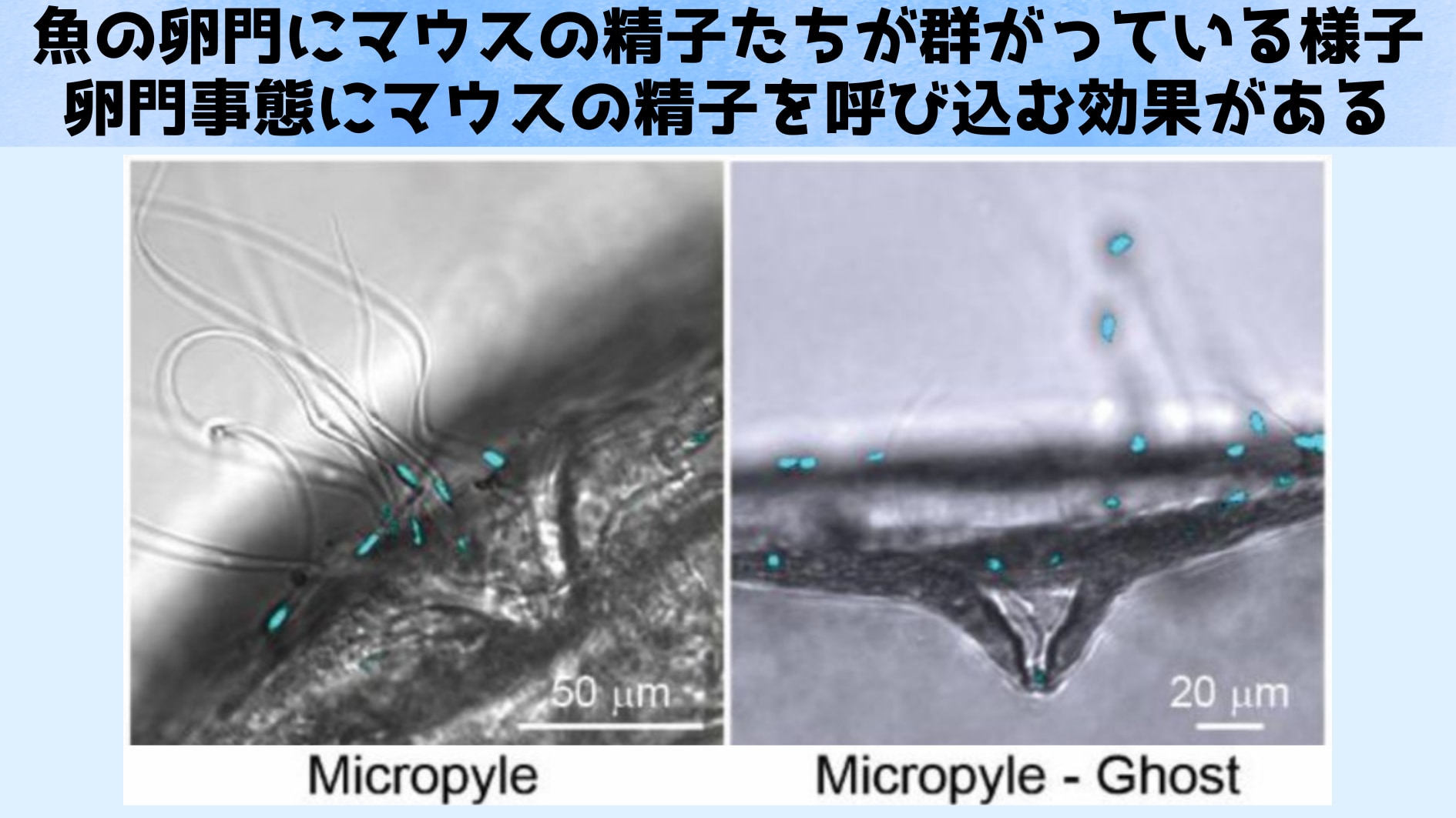 種の壁を一瞬で超えた衝撃映像