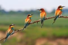 朝チュンの謎に科学が迫る：野鳥はなぜ早朝に鳴くのか？の画像 3/3