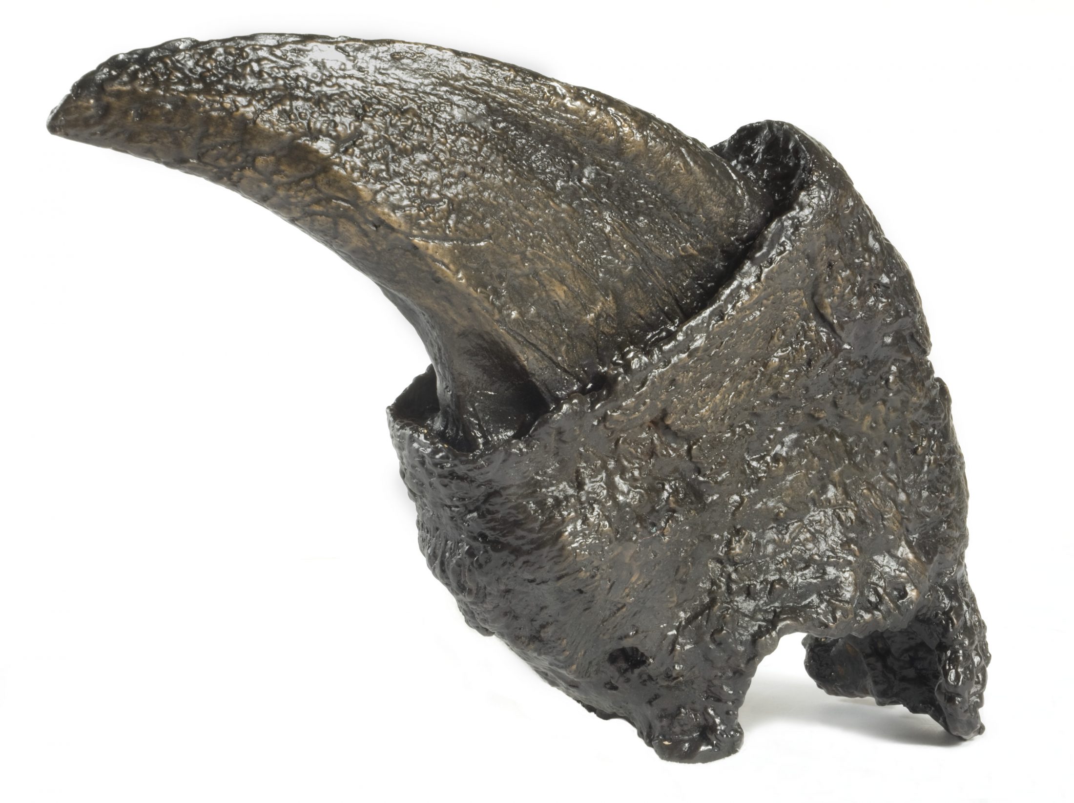象サイズの巨大ナマケモノはいかに誕生し、なぜ絶滅したのか?の画像 4/4