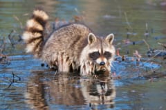 玄関に小さな門番が！「二本足で立つ」ずぶ濡れの赤ちゃんアライグマが発見されるの画像 2/2