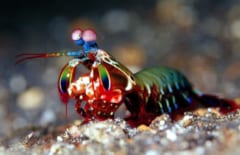 生物界で一番「目がいい」のは？タイプ別に1位を発表の画像 3/4