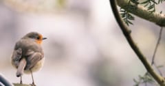 朝チュンの謎に科学が迫る：野鳥はなぜ早朝に鳴くのか？の画像 1/3