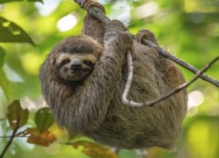 象サイズの巨大ナマケモノはいかに誕生し、なぜ絶滅したのか？の画像 2/4