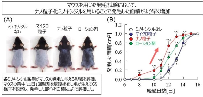 ナノ化「ミノキシジル」で効率的に浸透!発毛効果を早める!の画像 5/5