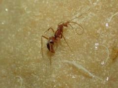 【世界初】洞窟に完全適応した「盲目のスズメバチ」を発見！の画像 2/3