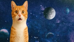 猫の鳴き声を９５％の精度で「分類➔解読➔翻訳」するAIが完成