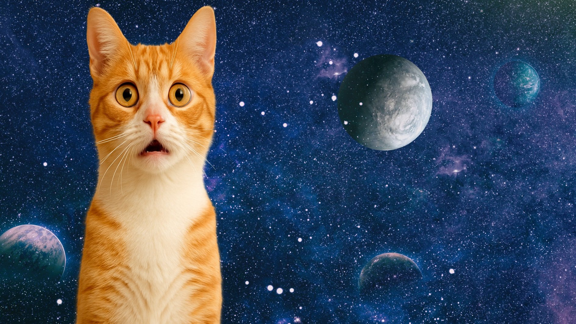 猫の鳴き声を９５％の精度で「分類➔解読➔翻訳」するAIが完成