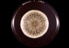 古代の墓から蘇った「死のカビ」を「抗がん薬」に変えることに成功！の画像 2/3