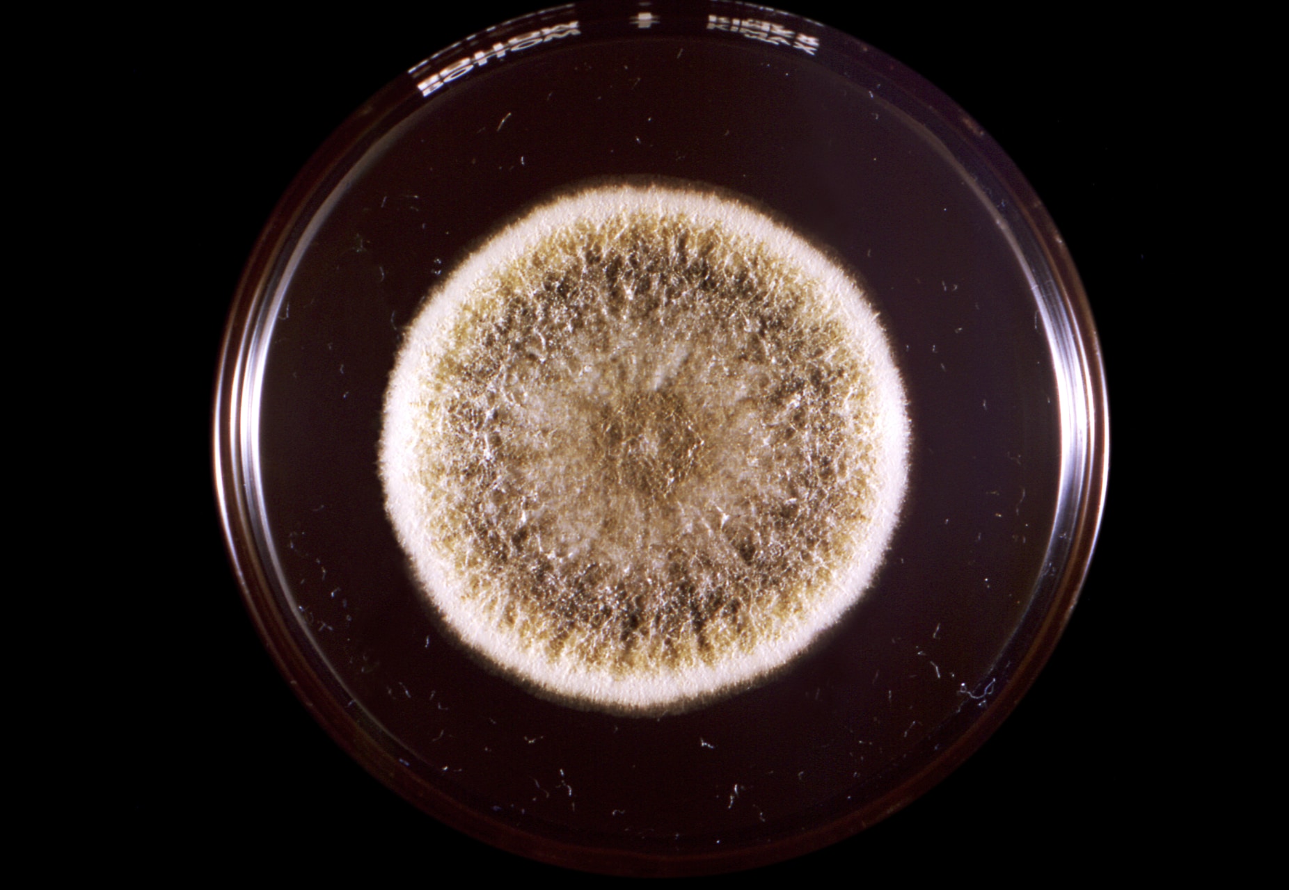 古代の墓から蘇った「死のカビ」を「抗がん薬」に変えることに成功!の画像 2/3