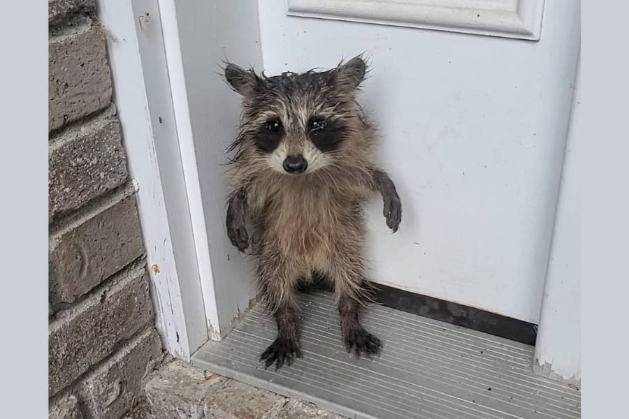 玄関に小さな門番が！「二本足で立つ」ずぶ濡れの赤ちゃんアライグマが発見される