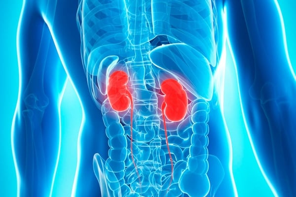 パーキンソン病は脳ではなく、実は腎臓が原因の病気かもしれない
