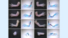 ニキビ薬成分が手足再生メカニズムを制御していたと判明の画像 1/4