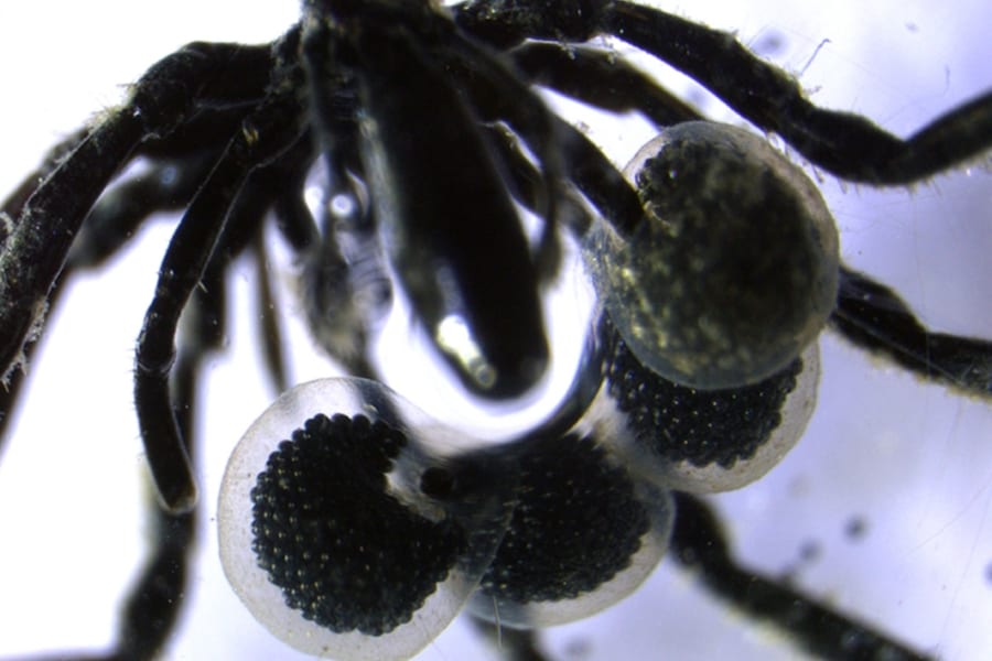 「メタンを食べる」ウミグモが発見される