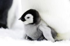 コウテイペンギンが従来の予測より「急速なペースで消えている」と判明の画像 3/3