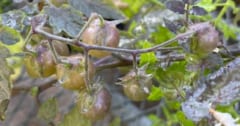 ガラパゴス諸島のトマトが急速に「逆進化」していたの画像 1/3